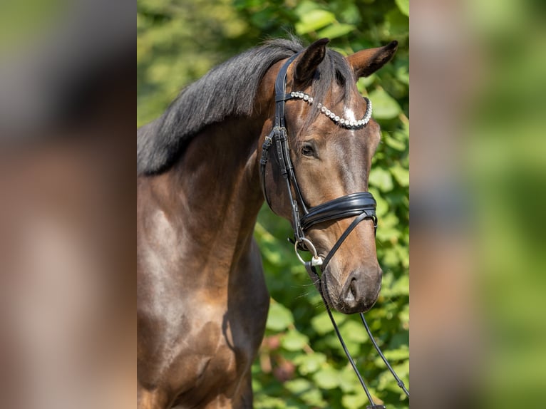 Westfaliano Caballo castrado 5 años 175 cm Castaño oscuro in Rosendahl