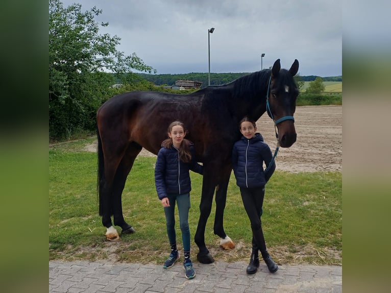 Westfaliano Caballo castrado 5 años 178 cm Castaño in Brakel