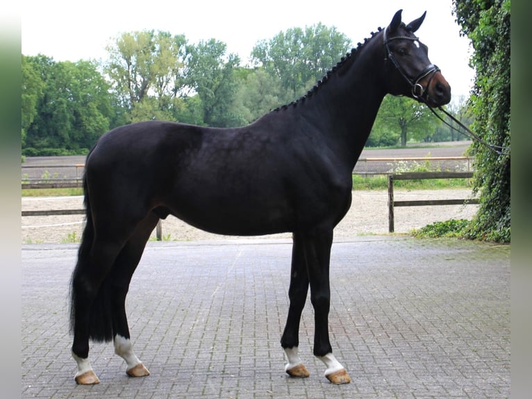 Westfaliano Caballo castrado 5 años 178 cm Castaño oscuro in Gronau (Westfalen)