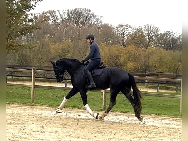 Westfaliano Caballo castrado 5 años 178 cm Morcillo in Altenberge