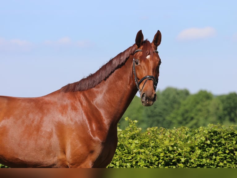 Westfaliano Caballo castrado 5 años 179 cm Alazán in H&#xF6;rstel