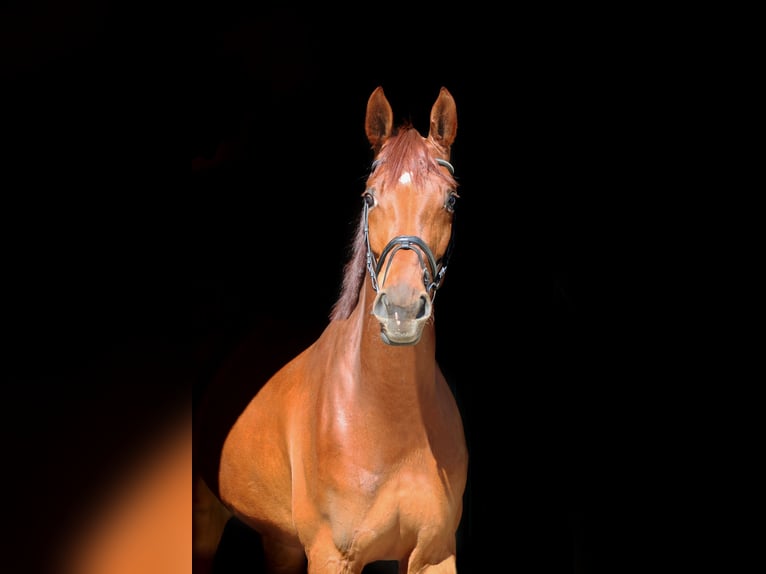 Westfaliano Caballo castrado 5 años 179 cm Alazán in H&#xF6;rstel