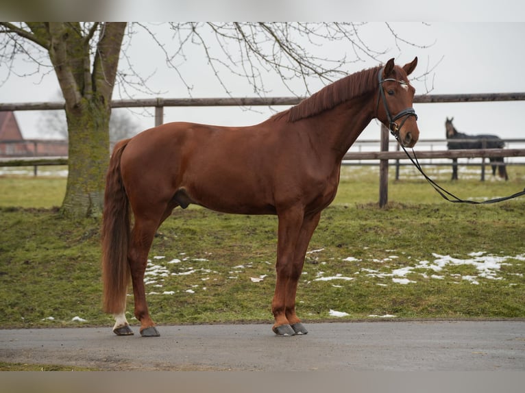 Westfaliano Caballo castrado 5 años 180 cm Alazán in Apelern