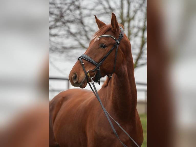 Westfaliano Caballo castrado 5 años 180 cm Alazán in Apelern