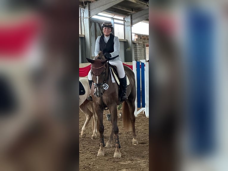 Westfaliano Caballo castrado 5 años 180 cm Alazán-tostado in Bielefeld