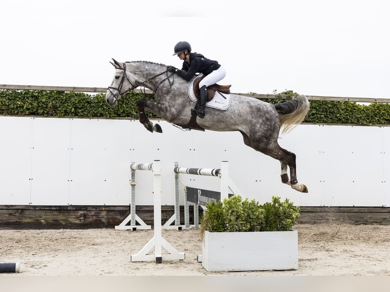 Westfaliano Caballo castrado 5 años 180 cm  in Waddinxveen