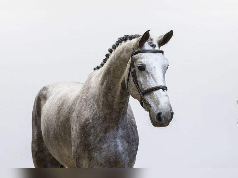 Westfaliano Caballo castrado 5 años 180 cm  in Waddinxveen