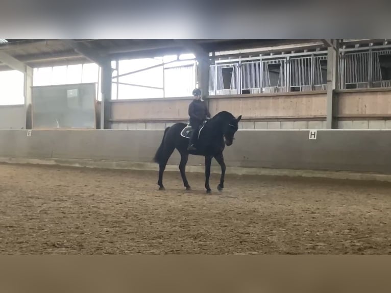 Westfaliano Caballo castrado 5 años 180 cm Morcillo in Windhagen