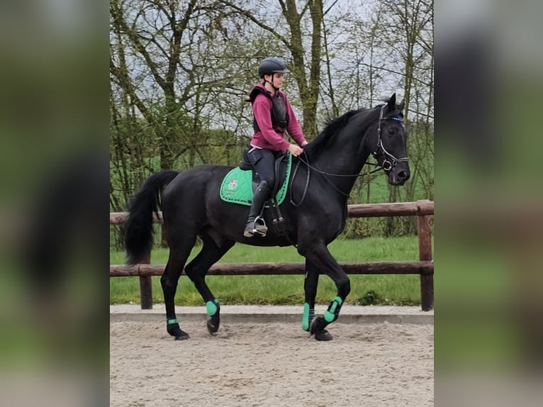 Westfaliano Caballo castrado 5 años 180 cm Negro in Leopoldshöhe
