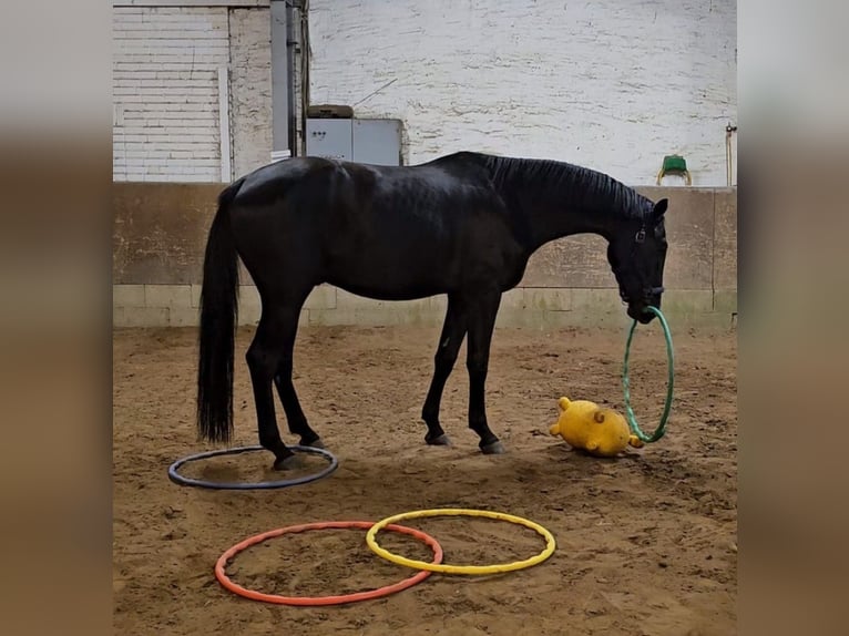 Westfaliano Caballo castrado 5 años 180 cm Negro in Leopoldshöhe