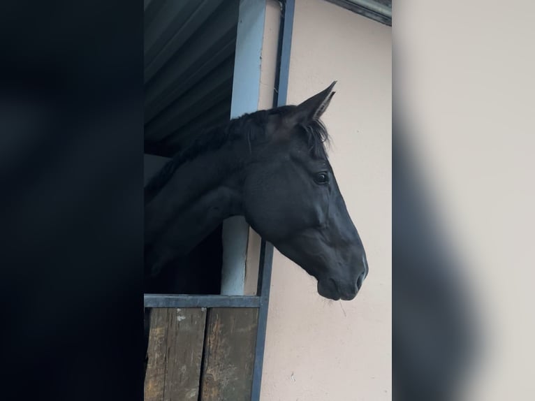 Westfaliano Caballo castrado 5 años 180 cm Negro in Roth