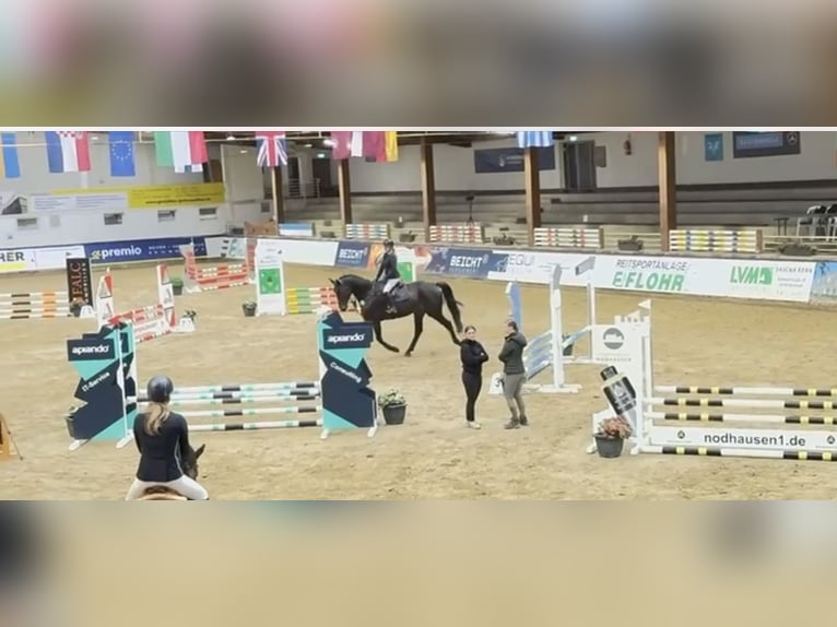 Westfaliano Caballo castrado 5 años 182 cm Morcillo in Windhagen