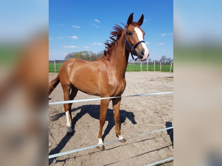 Westfaliano Caballo castrado 5 años 183 cm Alazán in Leipzig