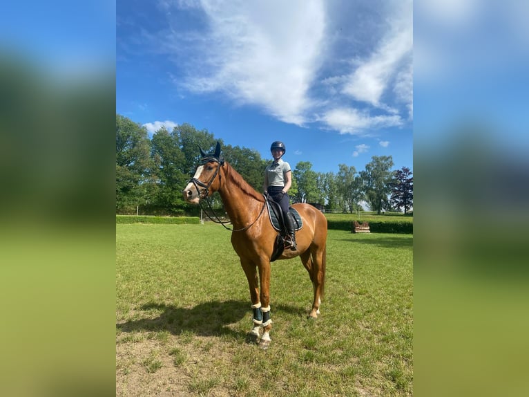 Westfaliano Caballo castrado 5 años 183 cm Alazán in Leipzig