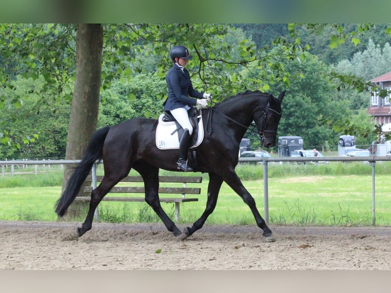 Westfaliano Caballo castrado 5 años 183 cm Negro in Rosendahl-Osterwick