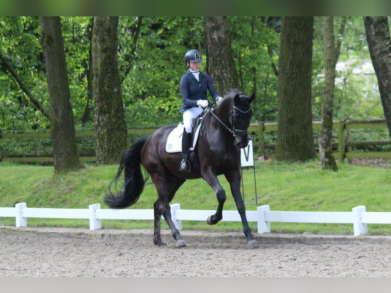 Westfaliano Caballo castrado 5 años 183 cm Negro in Rosendahl-Osterwick