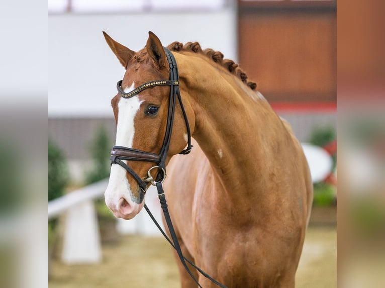 Westfaliano Caballo castrado 5 años Alazán in Münster-Handorf