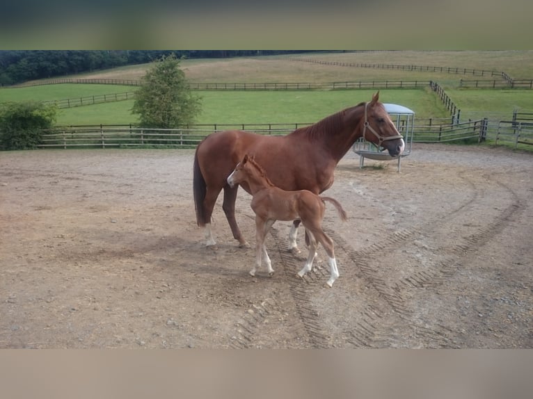 Westfaliano Caballo castrado 5 años Alazán in Waldbröl