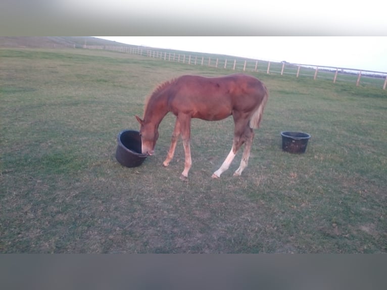 Westfaliano Caballo castrado 5 años Alazán in Waldbröl