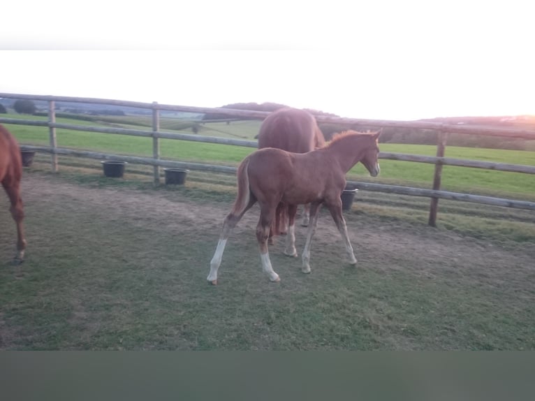 Westfaliano Caballo castrado 5 años Alazán in Waldbröl