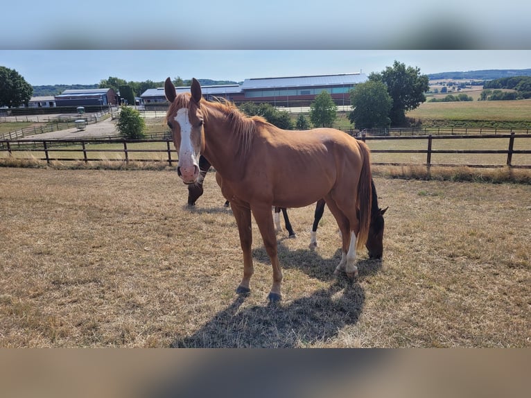 Westfaliano Caballo castrado 5 años Alazán in Waldbröl