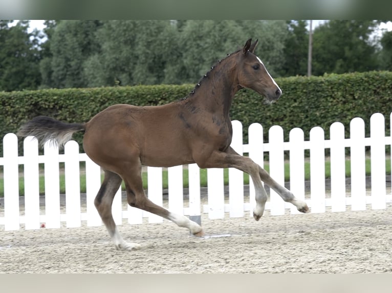 Westfaliano Caballo castrado 5 años Castaño in Hamm