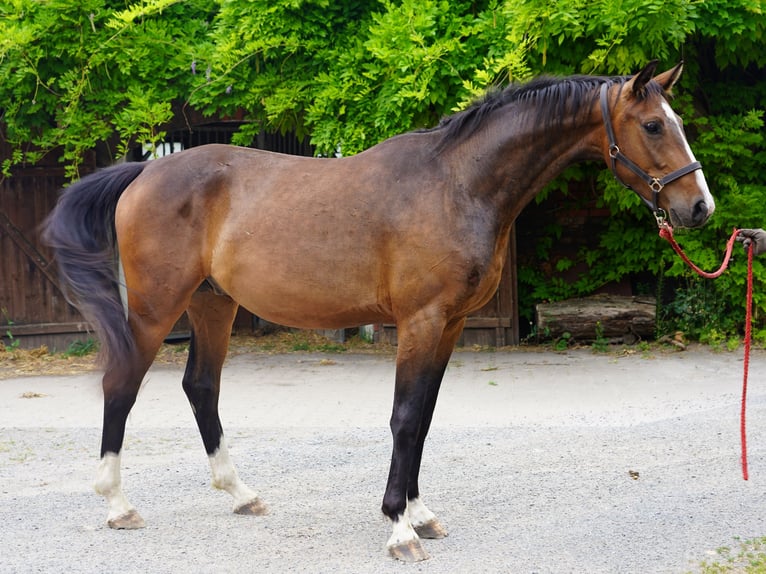 Westfaliano Caballo castrado 5 años Castaño in Hamm