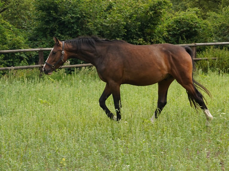 Westfaliano Caballo castrado 5 años Castaño in Hamm