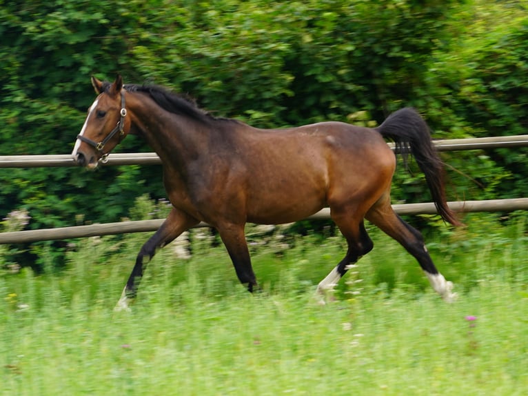 Westfaliano Caballo castrado 5 años Castaño in Hamm