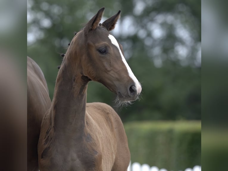 Westfaliano Caballo castrado 5 años Castaño in Hamm