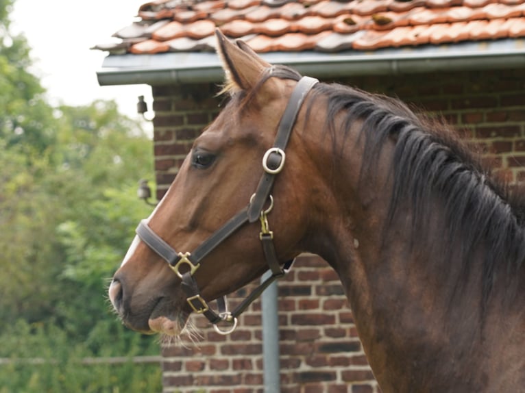 Westfaliano Caballo castrado 5 años Castaño in Hamm