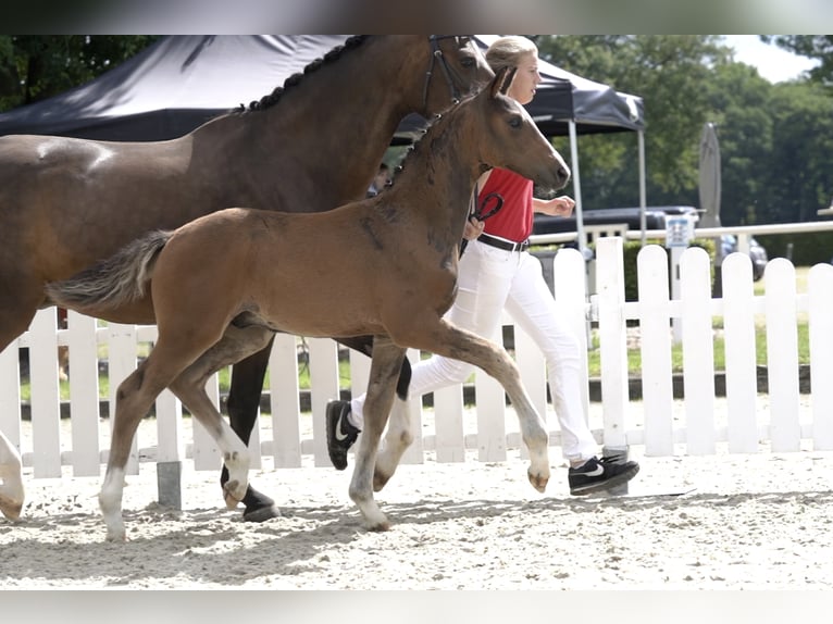 Westfaliano Caballo castrado 5 años Castaño in Hamm