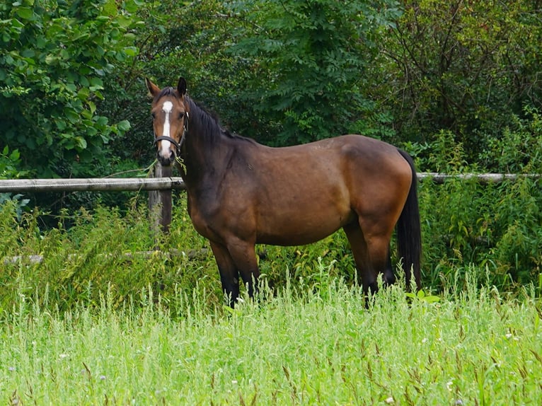 Westfaliano Caballo castrado 5 años Castaño in Hamm