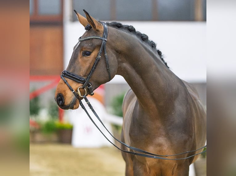 Westfaliano Caballo castrado 5 años Castaño in Münster-Handorf