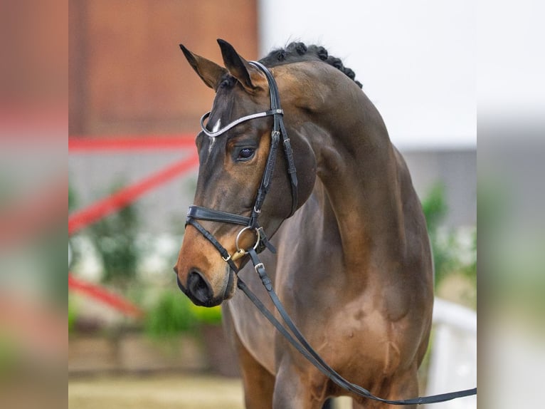 Westfaliano Caballo castrado 5 años Castaño in Münster-Handorf