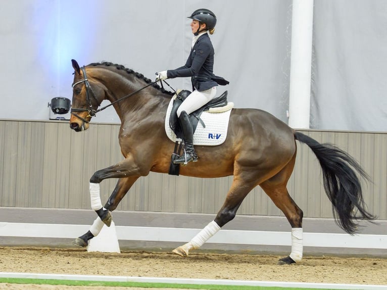 Westfaliano Caballo castrado 5 años Castaño in Münster-Handorf