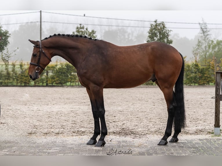 Westfaliano Caballo castrado 5 años Castaño in Bladel