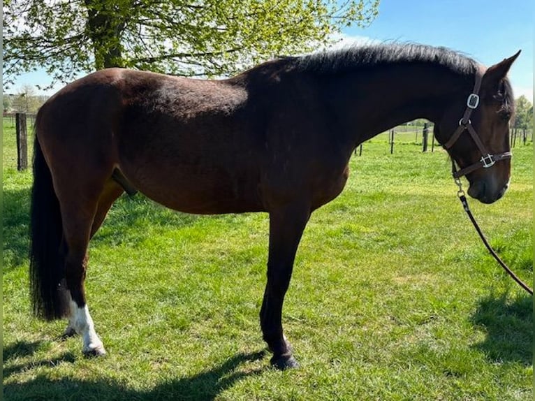 Westfaliano Caballo castrado 5 años Castaño in GROTE BROGEL