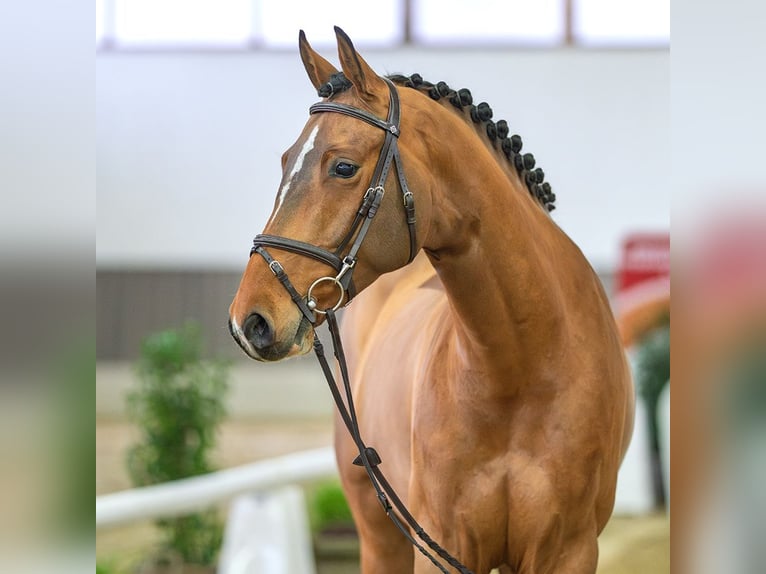 Westfaliano Caballo castrado 5 años Castaño in Münster-Handorf