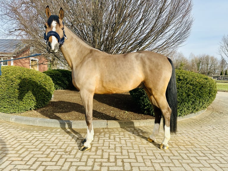 Westfaliano Caballo castrado 5 años Tordo in Zülpich