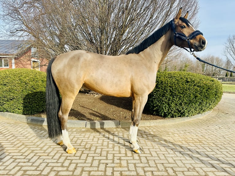 Westfaliano Caballo castrado 5 años Tordo in Zülpich