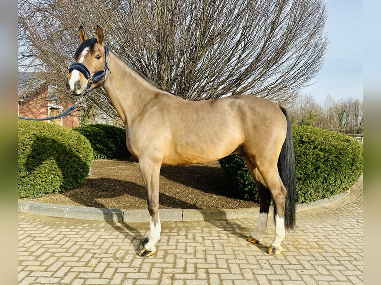 Westfaliano Caballo castrado 5 años Tordo in Zülpich