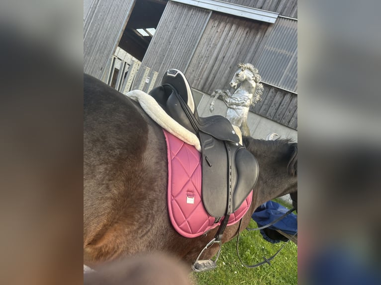 Westfaliano Mestizo Caballo castrado 6 años 155 cm Castaño oscuro in Hörsching