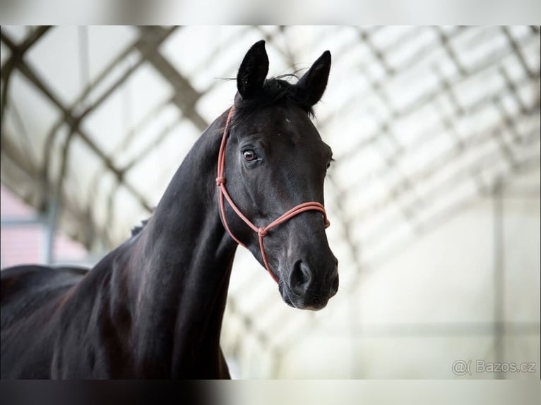 Westfaliano Caballo castrado 6 años 160 cm Negro in Prag