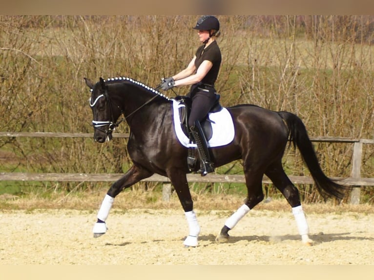Westfaliano Caballo castrado 6 años 164 cm Negro in Iserlohn
