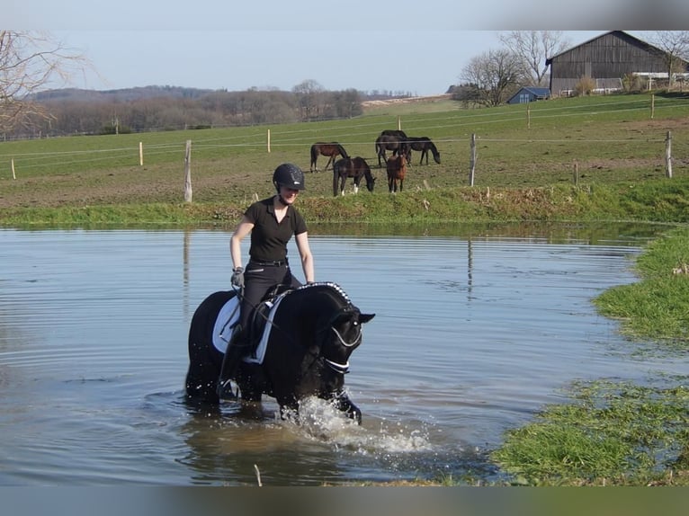 Westfaliano Caballo castrado 6 años 164 cm Negro in Iserlohn
