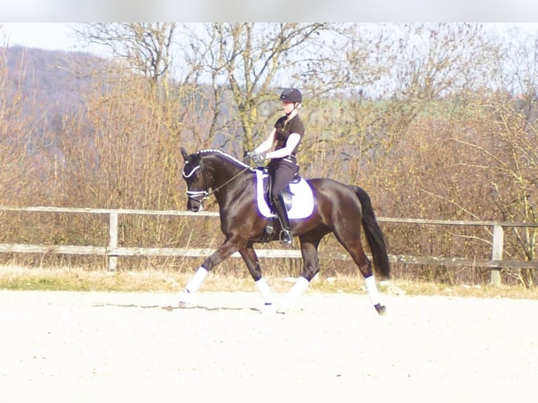 Westfaliano Caballo castrado 6 años 164 cm Negro in Iserlohn