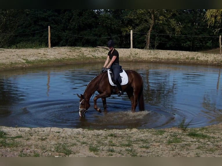 Westfaliano Caballo castrado 6 años 165 cm Alazán-tostado in Iserlohn
