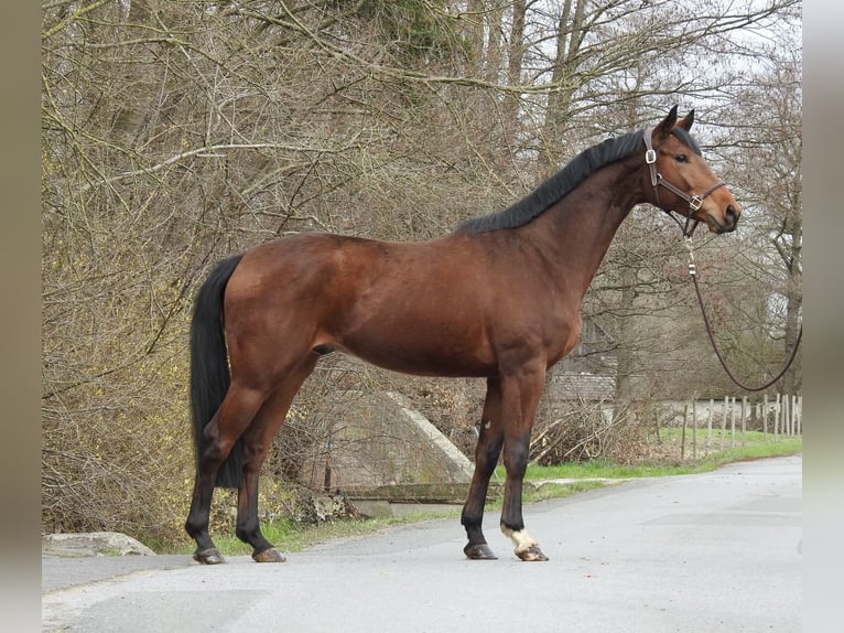 Westfaliano Caballo castrado 6 años 165 cm Castaño in Verl