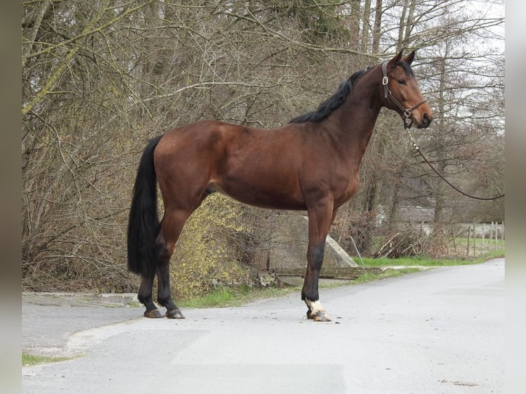 Westfaliano Caballo castrado 6 años 165 cm Castaño in Verl